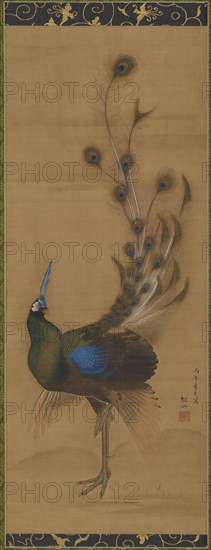 Peacock, 1786.