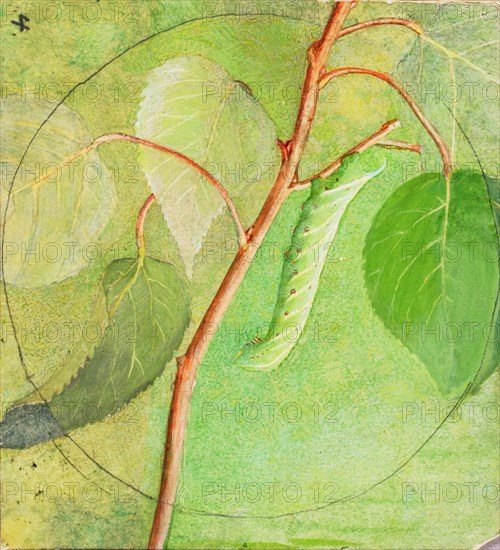 Sphinx Caterpillar, study for book Concealing Coloration in the Animal Kingdom, n.d.