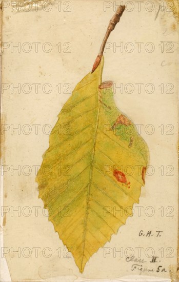 Crumpled and Withered Leaf Edge Mimicking Caterpillar..., late 19th-early 20th century. Creator: Emma Beach Thayer.