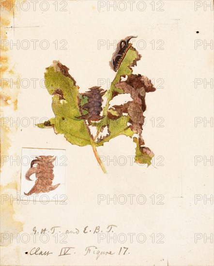 Crumpled Leaf Caterpillar, study for book Concealing Coloration in the Animal Kingdom, late 19th-early 20th century.
