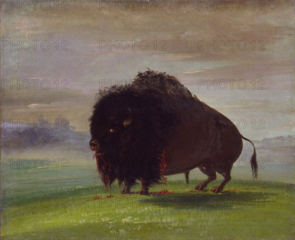 Wounded Buffalo, Strewing His Blood over the Prairies, 1832-1833.