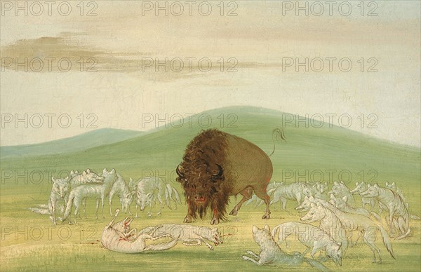 Wounded Buffalo Bull Surrounded by White Wolves, 1832-1833.