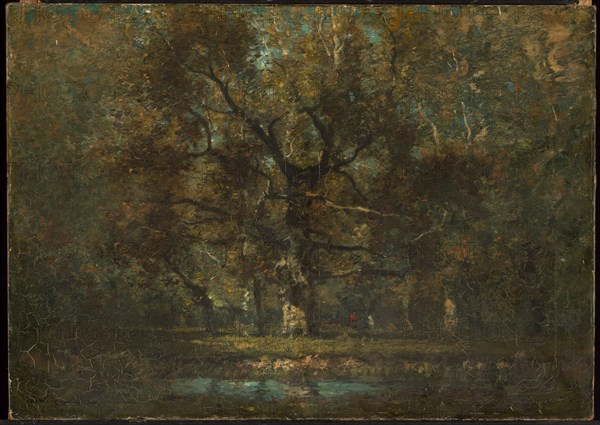 Oak Tree, 1895.