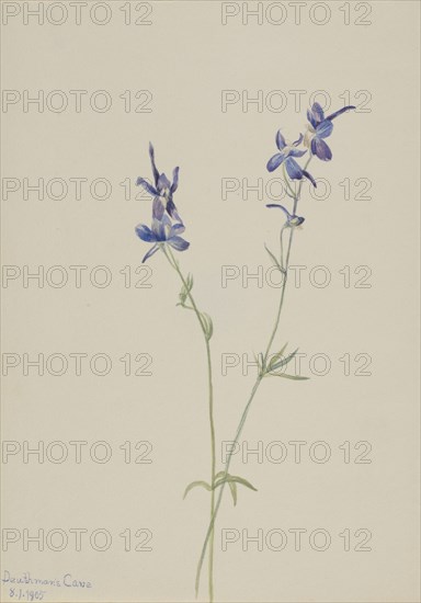 Blue Larkspur (Delphinium nuttallianum), 1905.