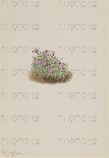 Carpet Pink (Silene acaulis), 1905.