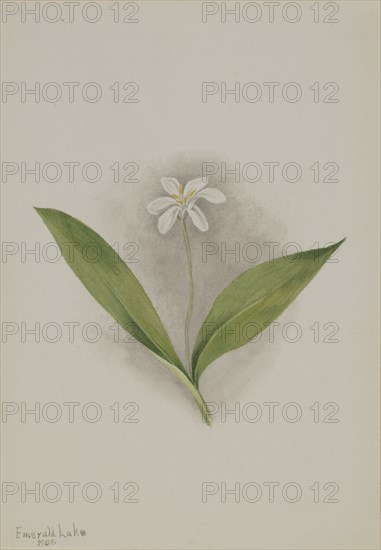 Queencup (Clintonia uniflora), 1902.