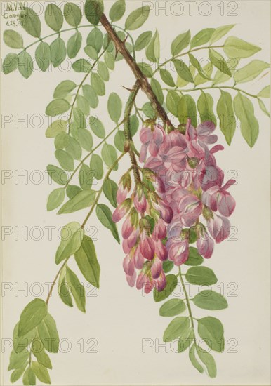 New Mexican Locust (Robinia neomexicana), 1938.