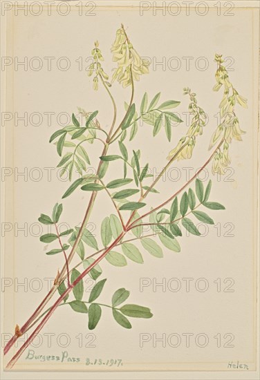 Hedysarum (Hedysarum sulphurescens), 1917.