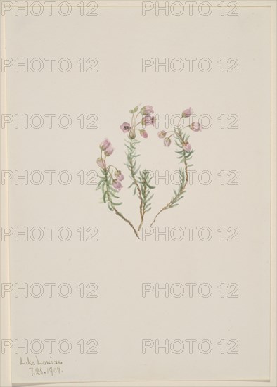 Heather (Phyllodoce intermedia), 1907.