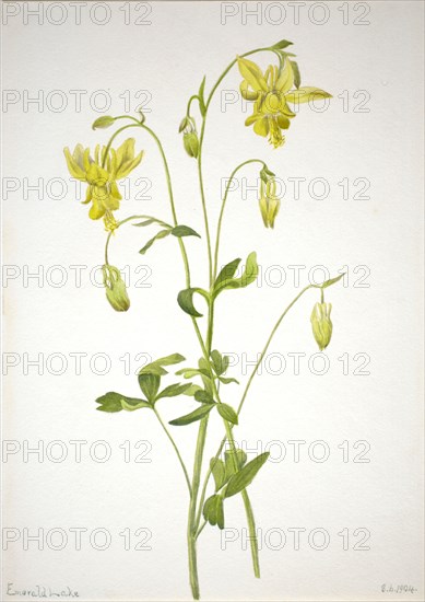 Untitled--Plant Study, 1904.