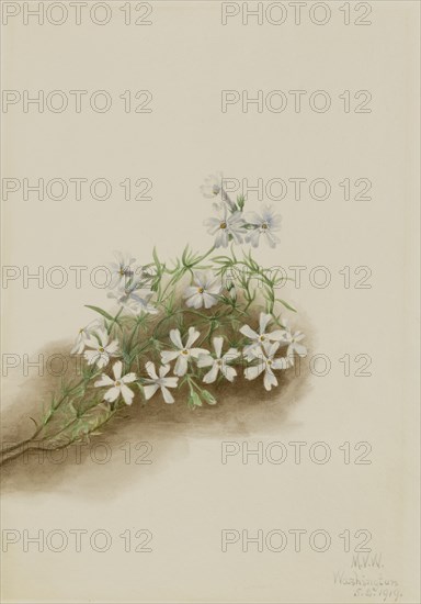 Moss Pink (Phlox subulate), 1919.