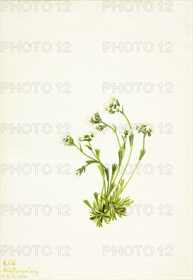 Saxifrage (Saxifraga caespitosa), 1924.