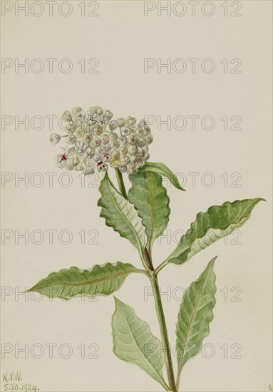 Milkweed (Ascelpias), 1924.