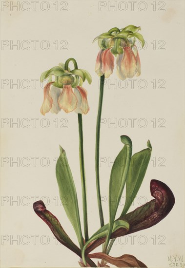 Hybrid Pitcherplant (Sarracenia minor x psittacina), 1930.