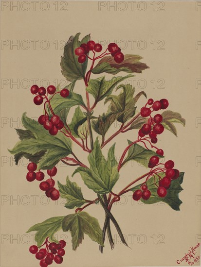 Grouseberry (Viburnum americanum), 1880.