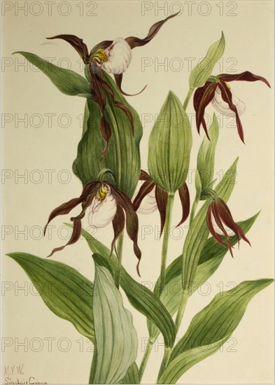 Mountain Lady's Slipper (Cypripedium montanum), 1923.