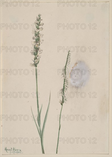 Nodding Ladies-Tresses (Ibidium cernum), 1905.