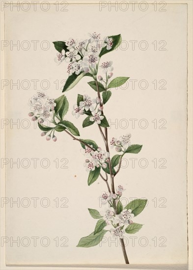 Red Chokeberry (Aronia arbutifolia), ca. 1920s.