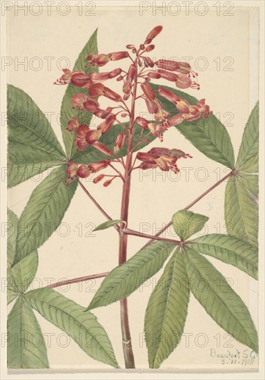 Red Buckeye (Aesculus pavia), 1918.