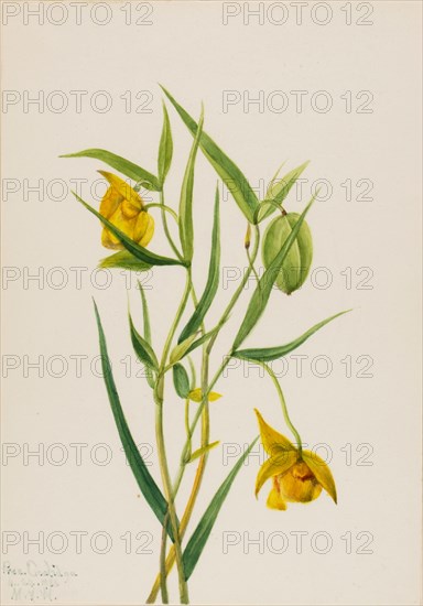 Golden Fairy Lantern (Calochortus amabilis), 1936.