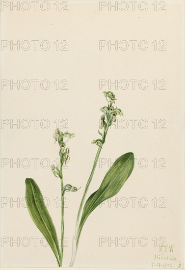 One-Leaf-Bog-Orchid (Habenaria obtusata), 1922.