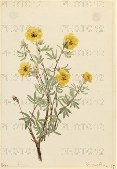 Bush Cinquefoil (Potentilla fruticosa), 1917.