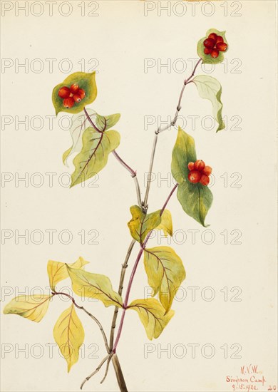 Douglas Honeysuckle (Lonicera glaucescens), 1922.