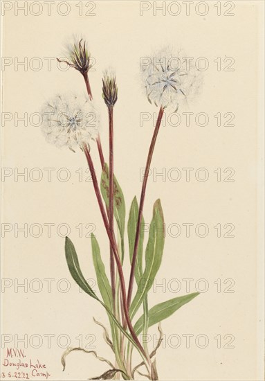 Slender Agoseris (Agoseris gracilens), 1922.