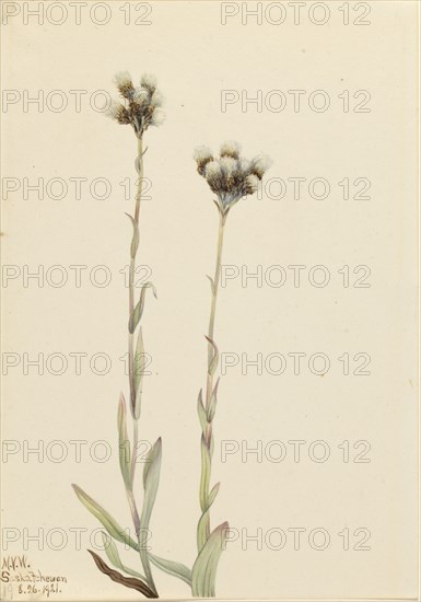 Gray Pussytoes (Antennaria howellii), 1921.