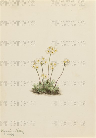 Sweet Androsace (Androsace carinata), 1916.