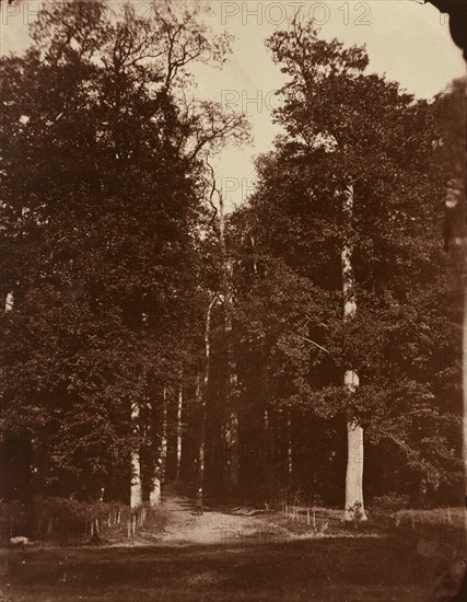 Forest at Saint-Cloud, 1859-1860.