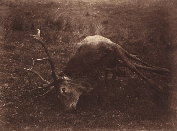 Dead Stag, 1857.
