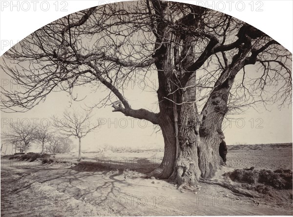 Grand Châtaignier au Bord d'un Chemin (Large Chestnut Tree on the Side of a Road), c.1875-1880.