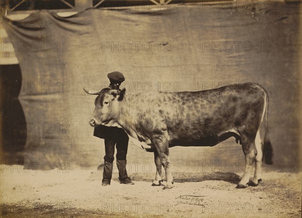 Vache Garonnaise, agée de 5 à 6 ans, 1856.