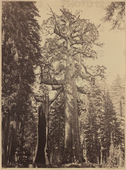 Grizzly Giant, Mariposa Grove, 1861.