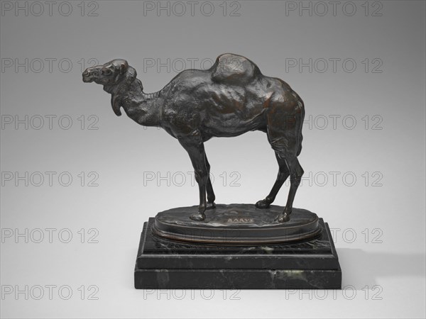 Algerian Dromedary, model date unknown, cast after 1862.