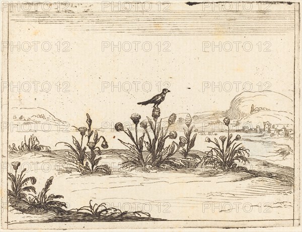 Bird Perched in a Thistle, 1628.