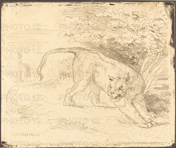 Tigre en arrêt, 1854.