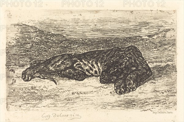 Tiger Sleeping in the Desert (Tigre couché dans le désert), 1846.