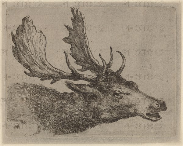 Head of a Stag Turned Right.