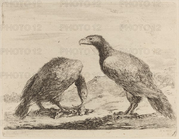 Two Eagles, One Eating a Small Lamb.