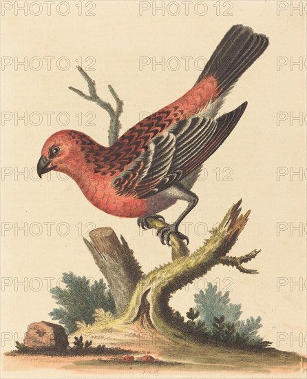 Red and Black Bird.