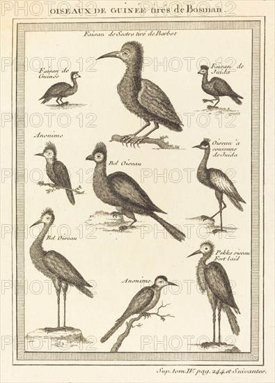 Oiseaux de Guinée tirés de Bosman. [Birds of Guinea from Bosman].