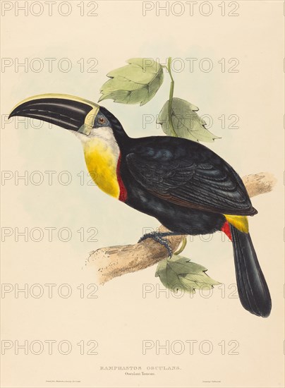 Osculant Toucan (Ramphastos osculans).