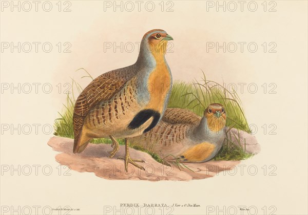 Perdix barbata (Daurian Partridge).