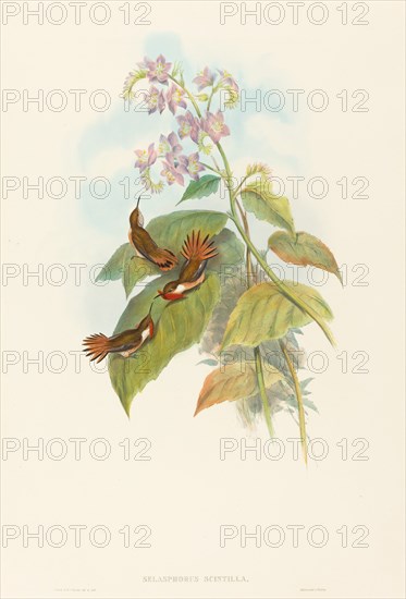 Selashorus scintilla (Scintillant Hummingbird).