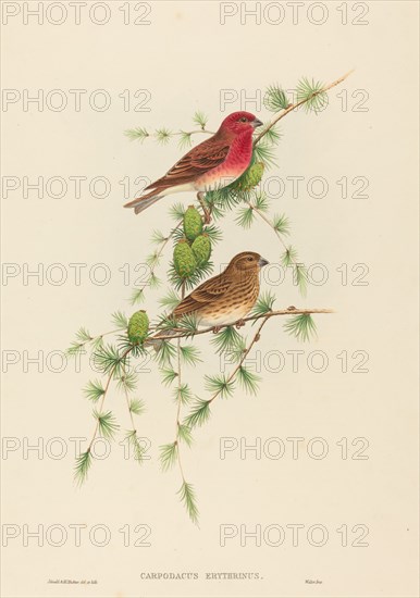 Carpodacus erythrinus (Common Rose Finch).