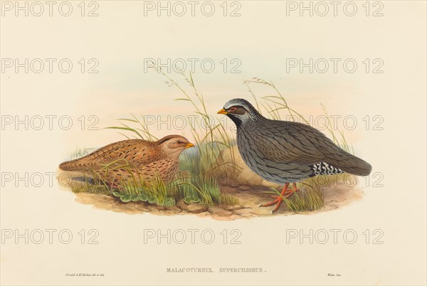 Malacoturnix superciliosus (Mountain Quail).