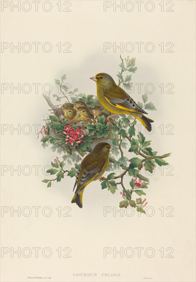 Ligurinus chloris (Greenfinch).