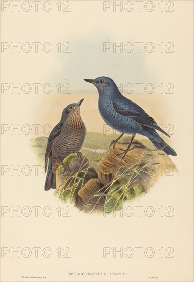 Petrocossyphus cyanus (Blue Rockthrush).